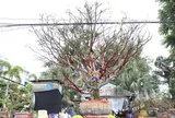 Chủ nhân cây mai vàng cao hơn 5m hé lộ lý do rao bán giá 3,7 tỷ đồng