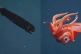 Chạm trán những sinh vật ngoạn mục dưới đáy biển sâu