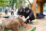 Hổ 'thư giãn', linh cẩu 'siêu vòng ba' gây sốt ở Thảo Cầm Viên
