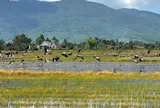 Hàng trăm con cò quý hiếm bay trên cánh đồng, bí thư xã cảnh báo người dân