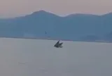 Cá voi trở lại vịnh Nha Trang