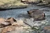 Phát hiện 11 con trâu chết trong rừng, nghi do sét đánh