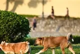 Từ 1/8, phạt tới 2 triệu đồng nếu để chó ra đường không rọ mõm