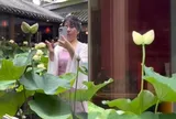 'Hoa sen song sinh' hiếm thấy nở trong quán trà, nhiều người tới chiêm ngưỡng