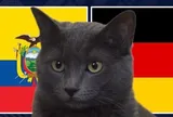 Mèo "tiên tri" dự đoán kết quả trận Ecuador vs Đức: Liệu có bất ngờ?