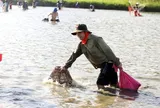 Chỉ một ngày trong năm, hàng trăm người lội xuống đầm "săn lộc"