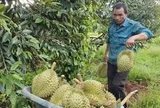 Giá sầu riêng giảm nhanh