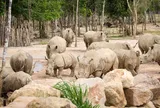 Thành quả từ những lần “chơi lớn khiến thế giới phải trầm trồ” của “kỳ quan” Vinpearl Safari Phú Quốc