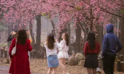 Khách 'lấp đầy' Măng Đen