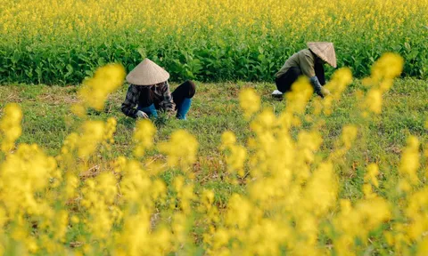 Có gì ở cánh đồng rau cải thành điểm check-in gây sốt ở Hà Nội?
