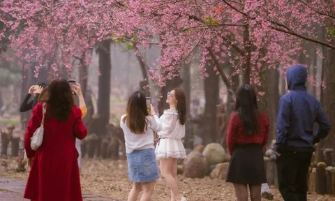 Khách 'lấp đầy' Măng Đen