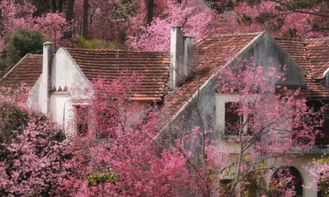 Mai anh đào Đà Lạt vào mùa đẹp nhất năm