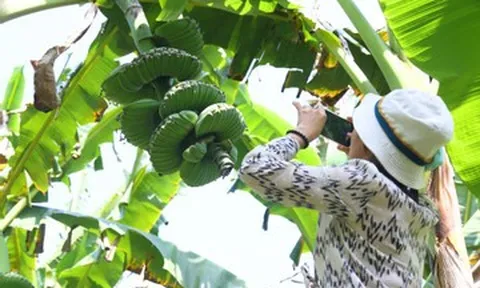 Nải chuối có hình dáng lạ, nhiều người muốn 'săn' về chưng Tết dù giá cao