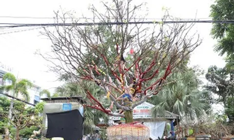 Chủ nhân cây mai vàng cao hơn 5m hé lộ lý do rao bán giá 3,7 tỷ đồng