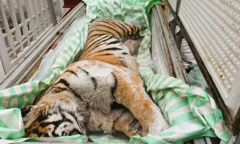 Phát hiện 2 cá thể hổ cấp đông trong hầm một ngôi nhà ở Thanh Hóa: Bí mật sau cánh cửa sắt khiến nhiều người rùng mình