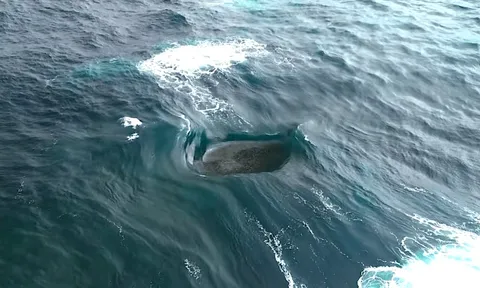 Con sóng "điên rồ" đến mức vô lý ở Tây Úc