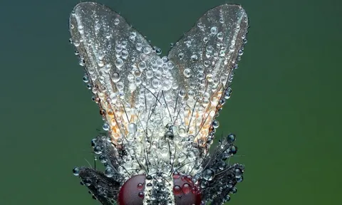 Cận cảnh côn trùng, mở ra một thế giới lạ lẫm mê ly