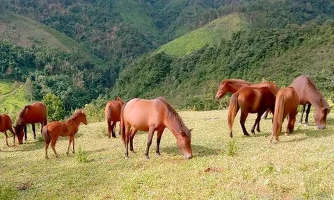 Cúng hồn ngựa: Câu chuyện của lòng biết ơn trong văn hóa người Mông