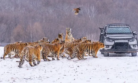 Được 'vỗ béo' quá đà dịp Tết, gần 200 con hổ Trung Quốc phải ăn kiêng