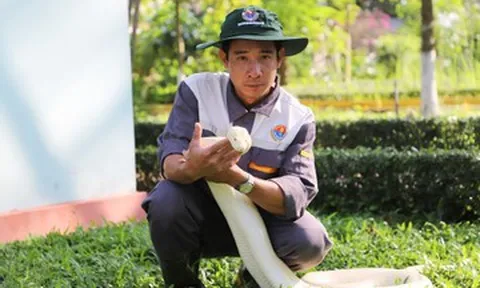Những con trăn bạch tạng quý hiếm, đẹp lạ trong trại rắn lớn nhất miền Tây