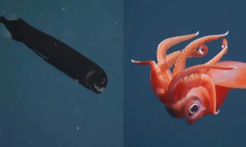 Chạm trán những sinh vật ngoạn mục dưới đáy biển sâu