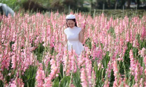Vườn hoa lay ơn Đà Lạt bất ngờ 'gỡ vốn' khi thành điểm check-in 'hot'