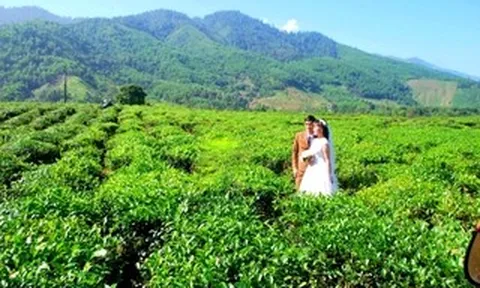 Hương chè Quyết Thắng vùng cao