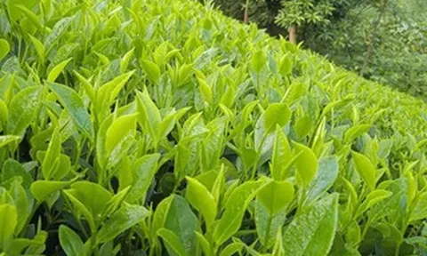 Nhật ký của trà