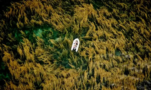 Ảnh chụp rong mơ ở Côn Đảo đoạt giải thưởng quốc tế