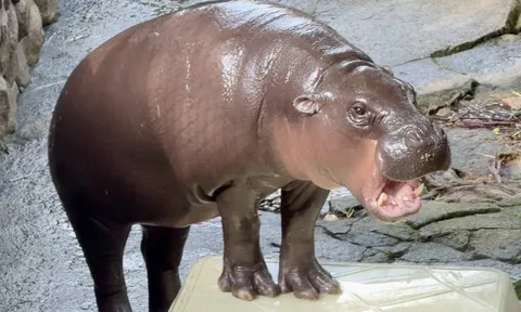 Bắt du khách nhảy vào chuồng hà mã nổi tiếng ở Thái Lan