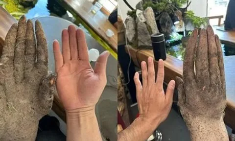 Lão nông đào được củ khoai khủng, hình dáng lạ, khách trả hơn 30 triệu không bán