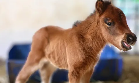 Ngựa lùn mới sinh ở Thảo Cầm Viên gây sốt