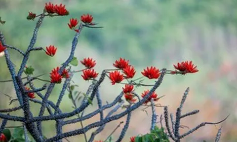 Tháng 3, giới trẻ đổ về núi Bà Đen “săn” ảnh hoa vông nem đỏ rực