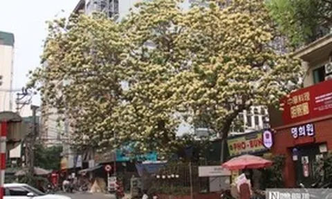 Cây "hoa lạ" nở rộ giữa phố, dân mạng đổ xô tìm đến check-in