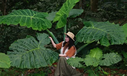 Xếp hàng, ùn tắc khách chụp ảnh bụi ráy khổng lồ ở VQG Cúc Phương