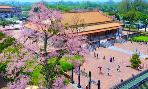 Hoa ngô đồng bung nở ở Hoàng cung Huế