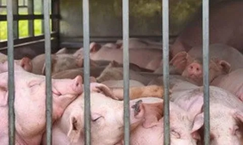 Phát hiện xe ô tô chở 100 con heo nhiễm dịch tả heo châu Phi