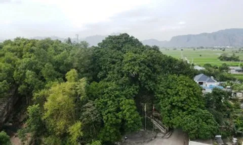 Cả làng bảo vệ 'báu vật' hàng trăm tuổi trên đồi Bích Sơn ở Ninh Bình