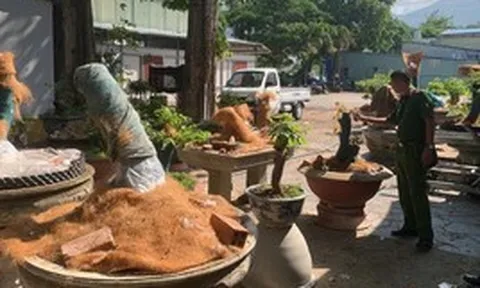 Trồng trong vườn nhà, vì sao 42 cây mai kiểng vẫn bị tịch thu?