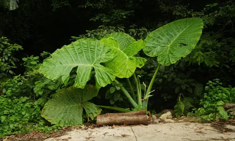 Cảnh báo khách xả rác, giẫm đạp cây trong VQG Cúc Phương