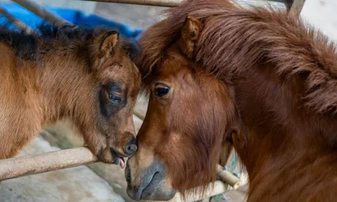 Ngựa lùn Cacao 1 tháng tuổi ở Thảo Cầm Viên chưa hết 'hot'