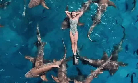 Ánh Viên bơi cùng cá mập ở biển Maldives