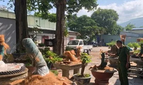 Vụ trả lại 21 cây mai ở Côn Đảo: Luật sư nhận định gì?