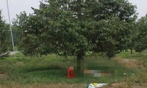 Điều tra vụ người đàn ông tử vong cạnh khẩu súng trong vườn sầu riêng