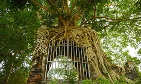 Cây đa 'ôm trọn' cổng phủ trăm năm ở Nghệ An, rễ phủ kín vòm gạch