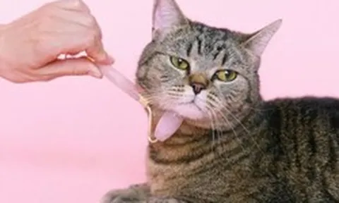 AI dịch tiếng mèo, robot trông thú cưng: Xu thế phát triển công nghệ vật nuôi bùng nổ trong kỷ nguyên AI và tỷ lệ sinh giảm