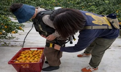 Hàn Quốc cho nông dân thuê robot trợ lực