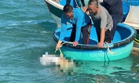 Tìm thấy thi thể thợ hàn mất tích trong vụ cháy tàu ở biển Lâm Đồng