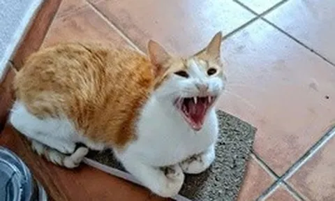 Cháu bé 5 tuổi tử vong nghi do mắc bệnh dại
