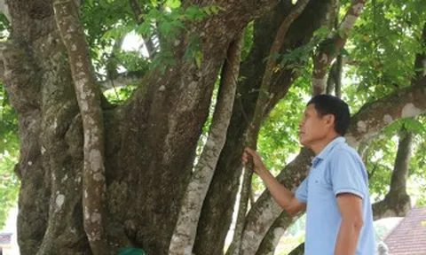 Cây khế rỗng ruột trăm năm bên mộ tổ ở Nghệ An vẫn xanh tốt, ra trái đều